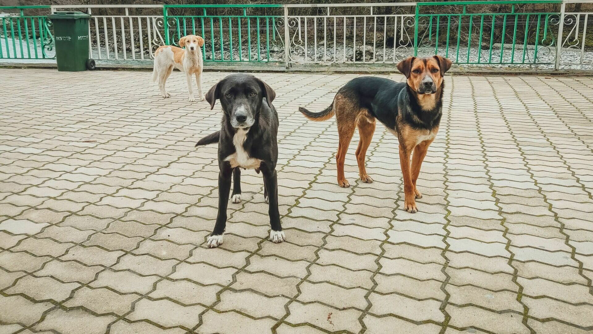 За ухо и щеку: бродячие собаки покусали еще двоих детей в Волгоградской области