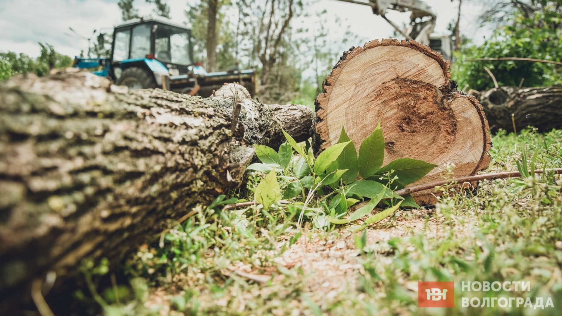 Бизнесмен незаконно вырубил деревьев в Волгограде на 15 миллионов рублей