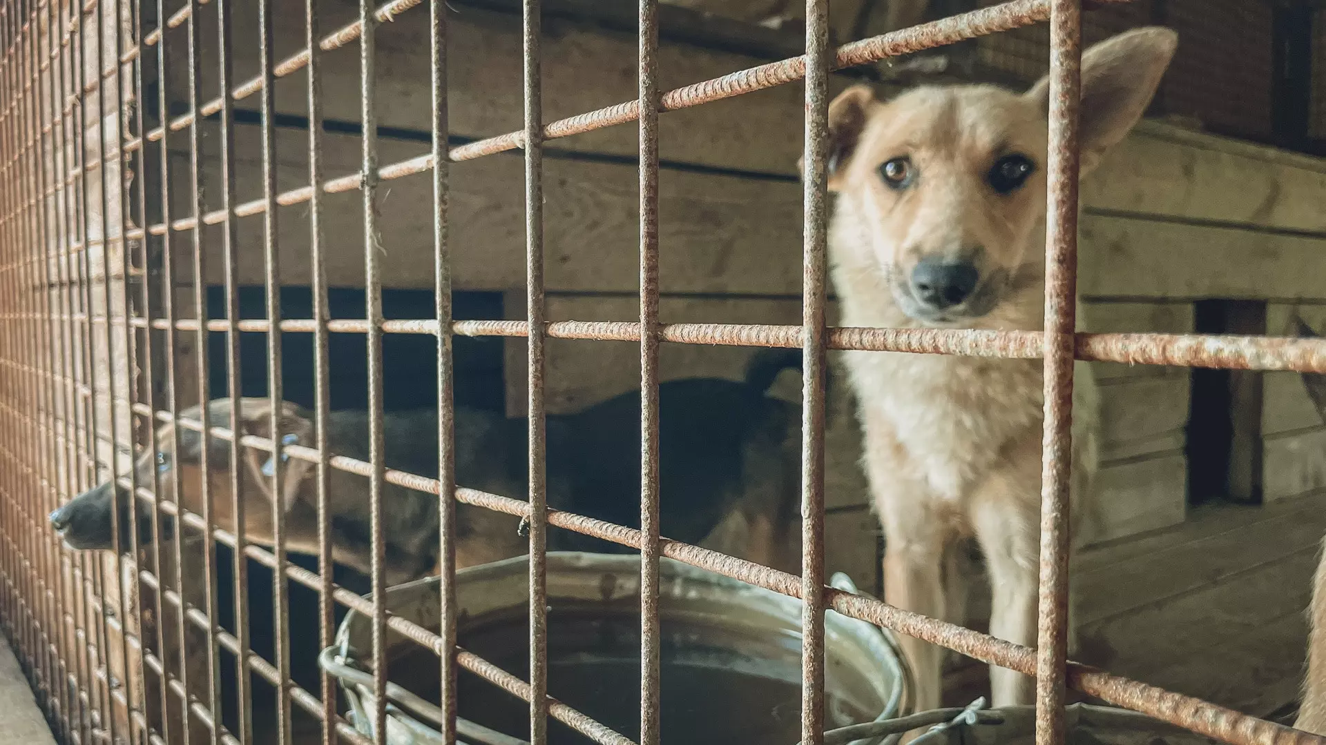 В Камышине планируют отловить восемь десятков бездомных собак