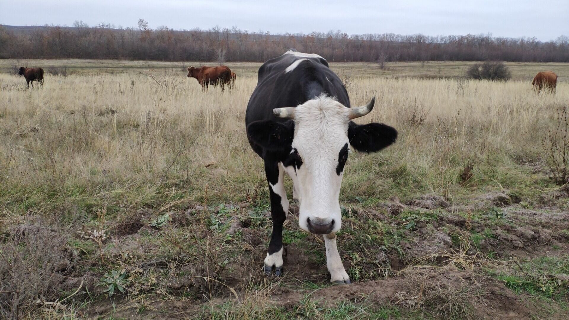 Пожарного жестоко убил бык в Волгоградской области