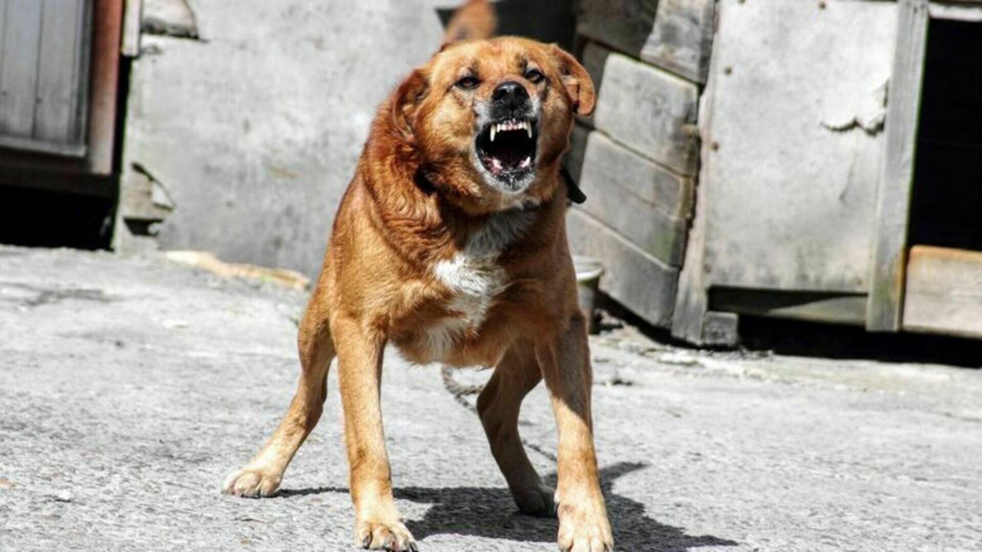 Волгоградские власти начнут подсчитывать случаи нападений бездомных собак на людей