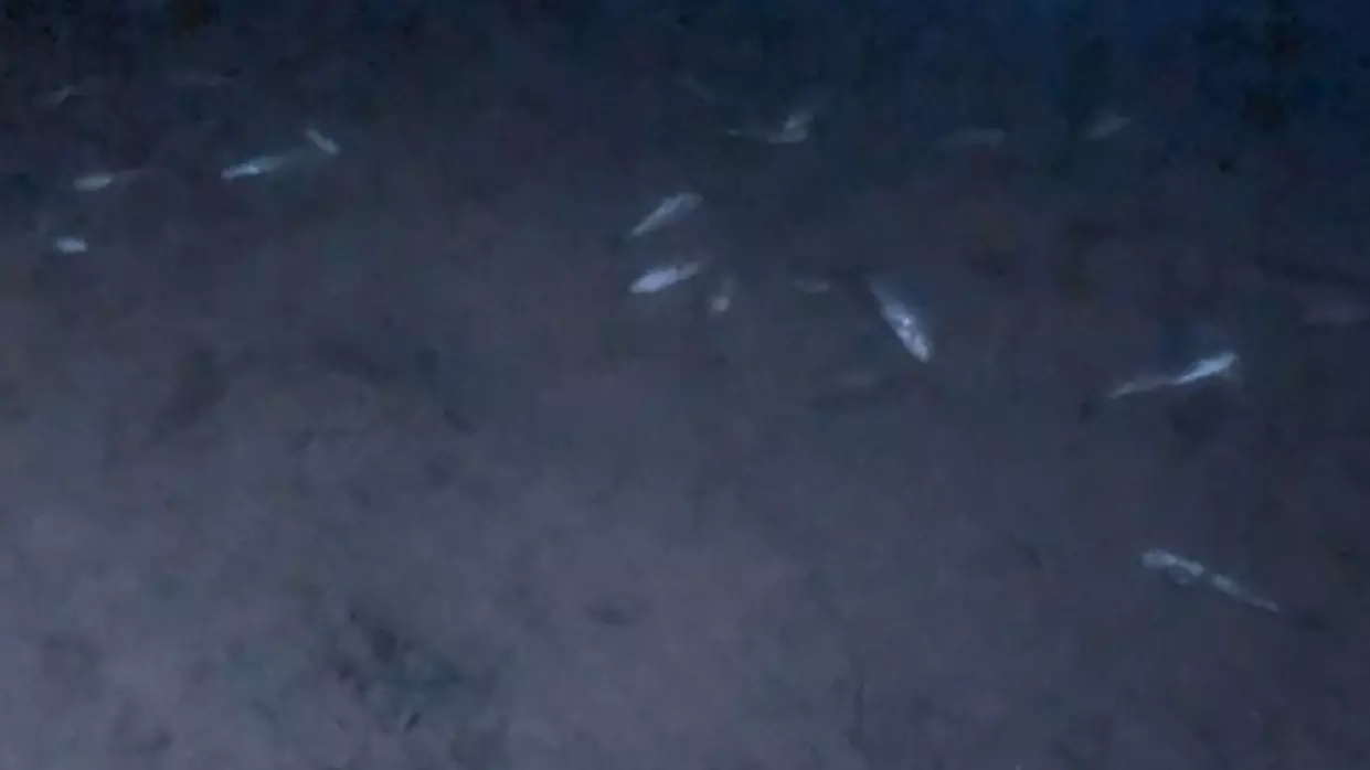 Что известно о массовой гибели рыбы в Волгограде