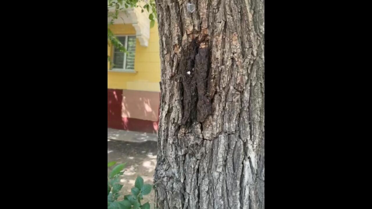 В Волгограде таблички прибивают к деревьям гвоздями