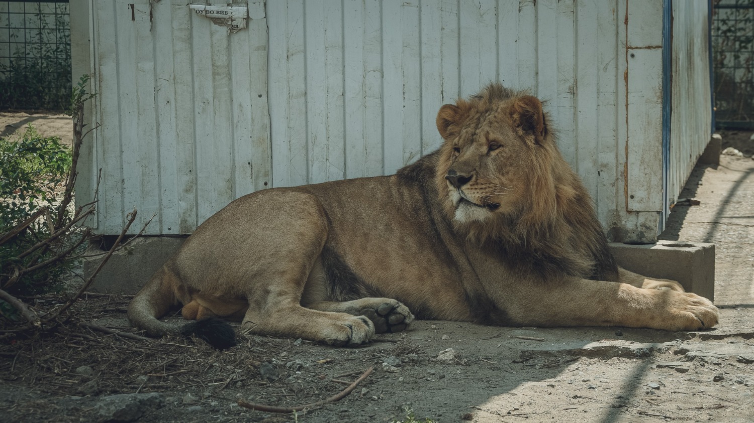 Конфискованные волонтеры львы Симба и Эррон еще не скоро найдут себе новый дом