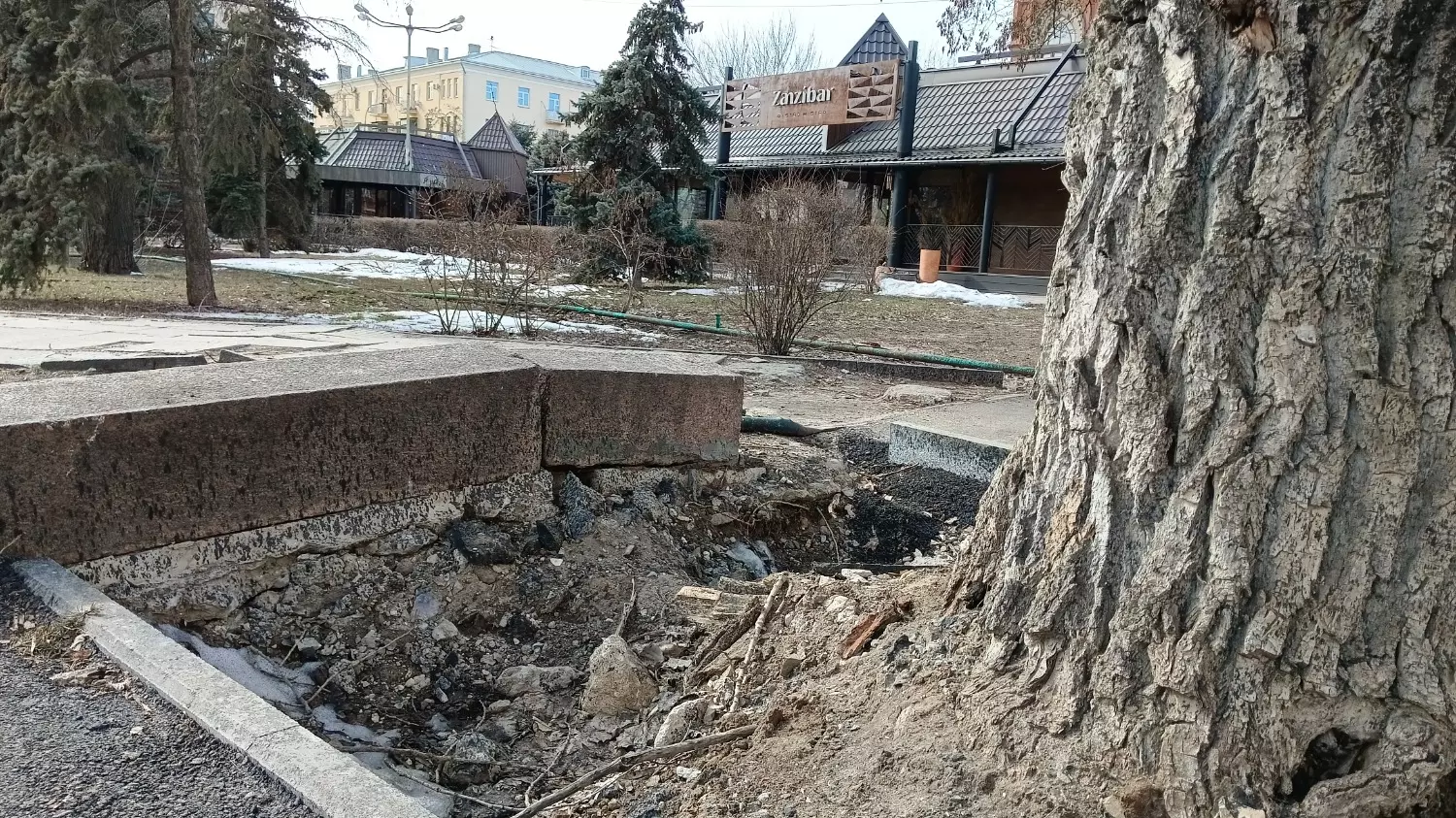 В Волгограде закатали в асфальт деревья при благоустройстве