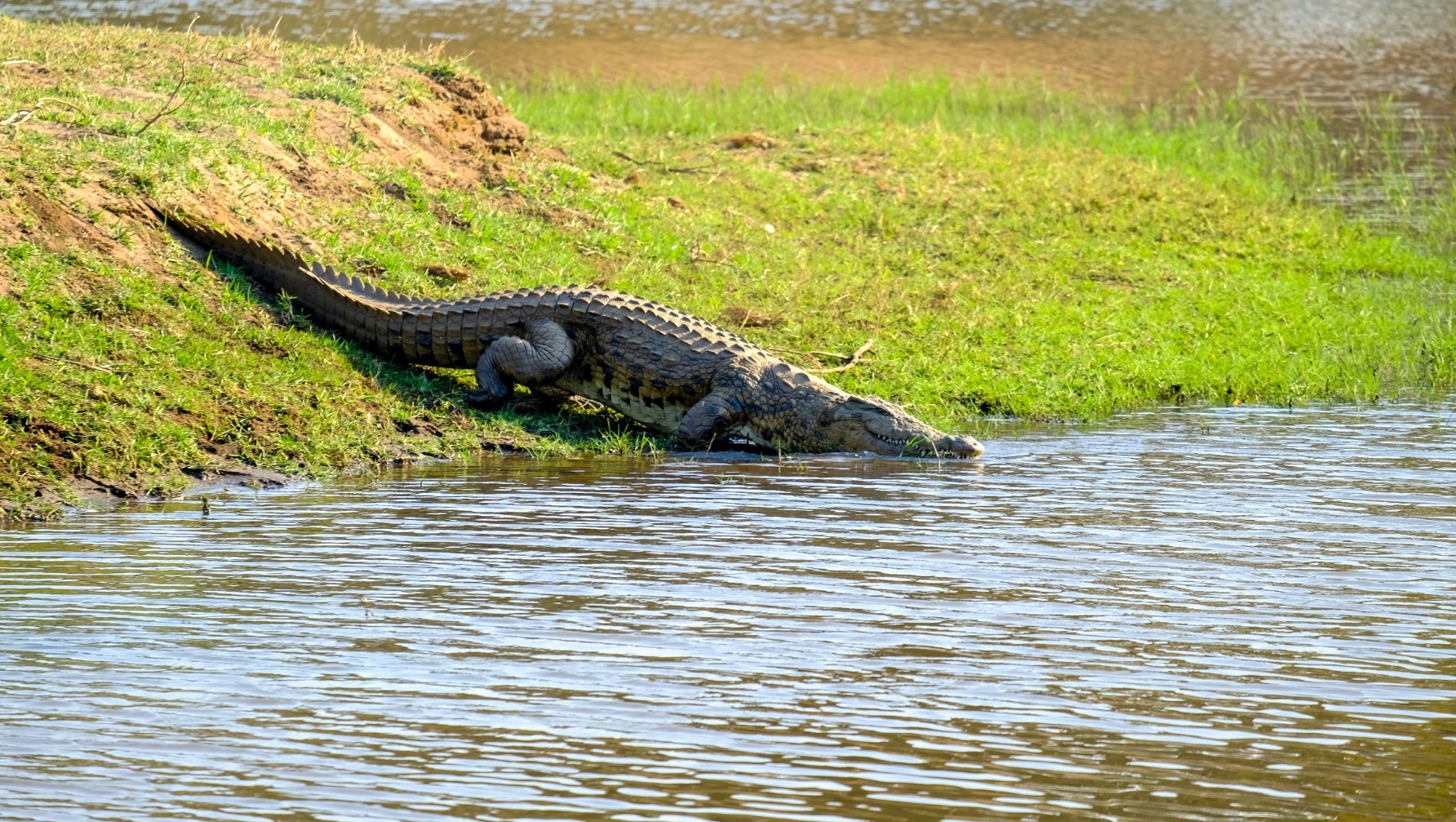 Крокодил убил молодого футболиста в Коста-Рике
