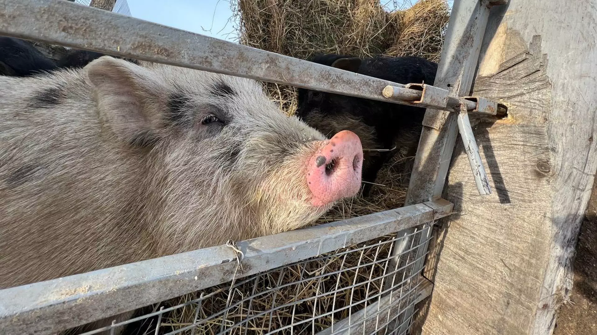 Поголовье свиней сократилось на селе