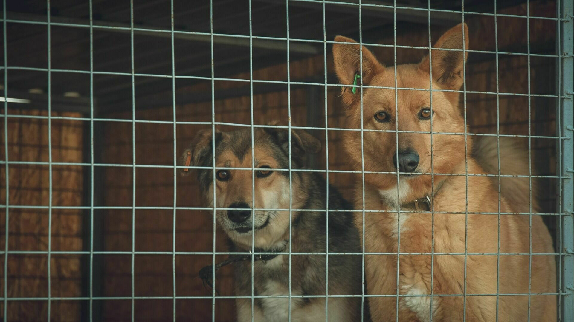 Волгоградцы возмутились выпуском чипированных собак в дачных массивах