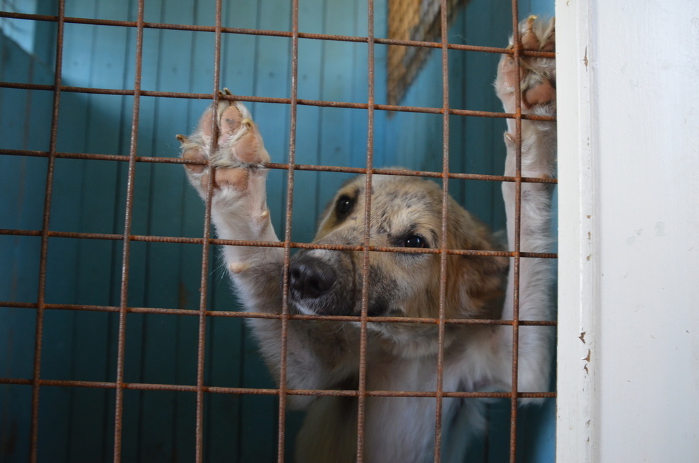 Росприроднадзор подключился к расследованию массового захоронения собак в Волгограде
