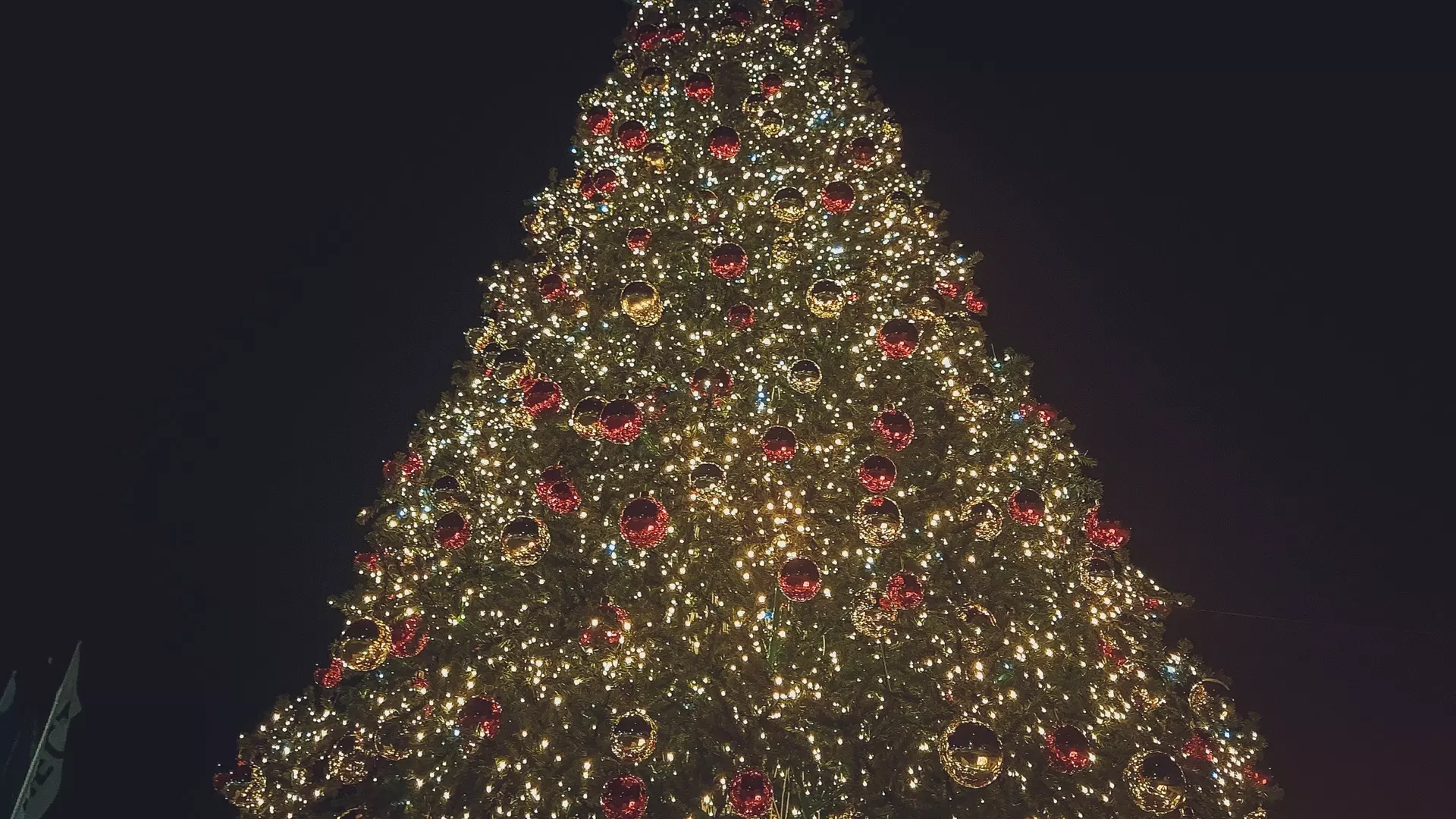 12-метровую ель установят в Волгограде к Новому году
