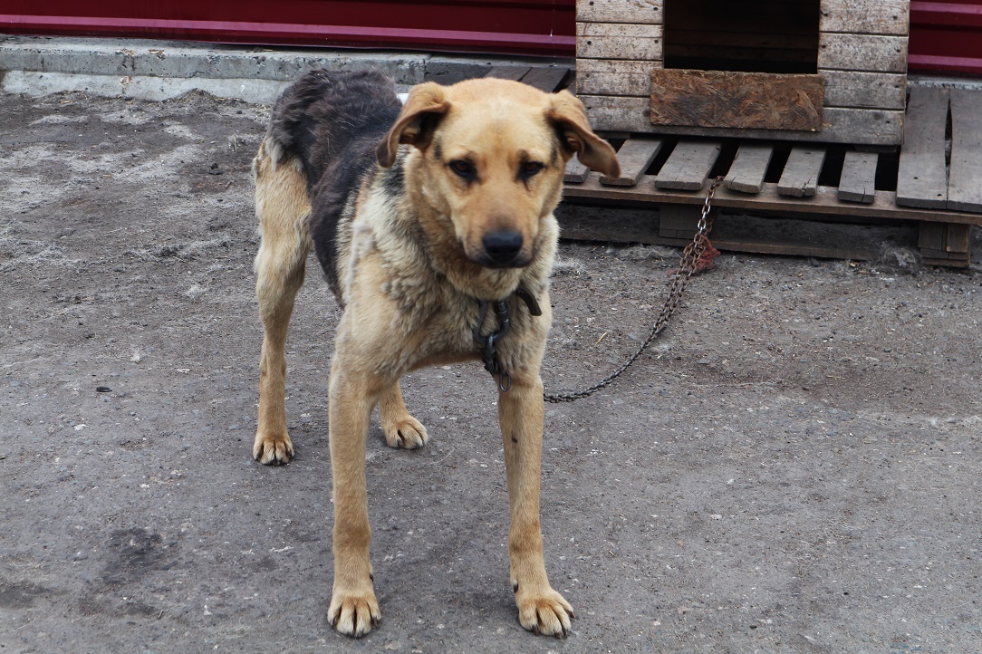 Собака вцепилась мужчине в лицо в Волгограде