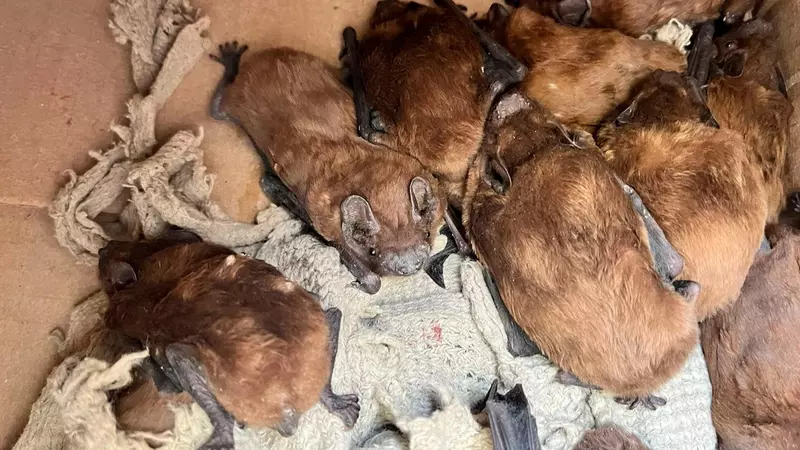 Выброшенных на мороз в Волгограде летучих мышей приютит Московский зоопарк