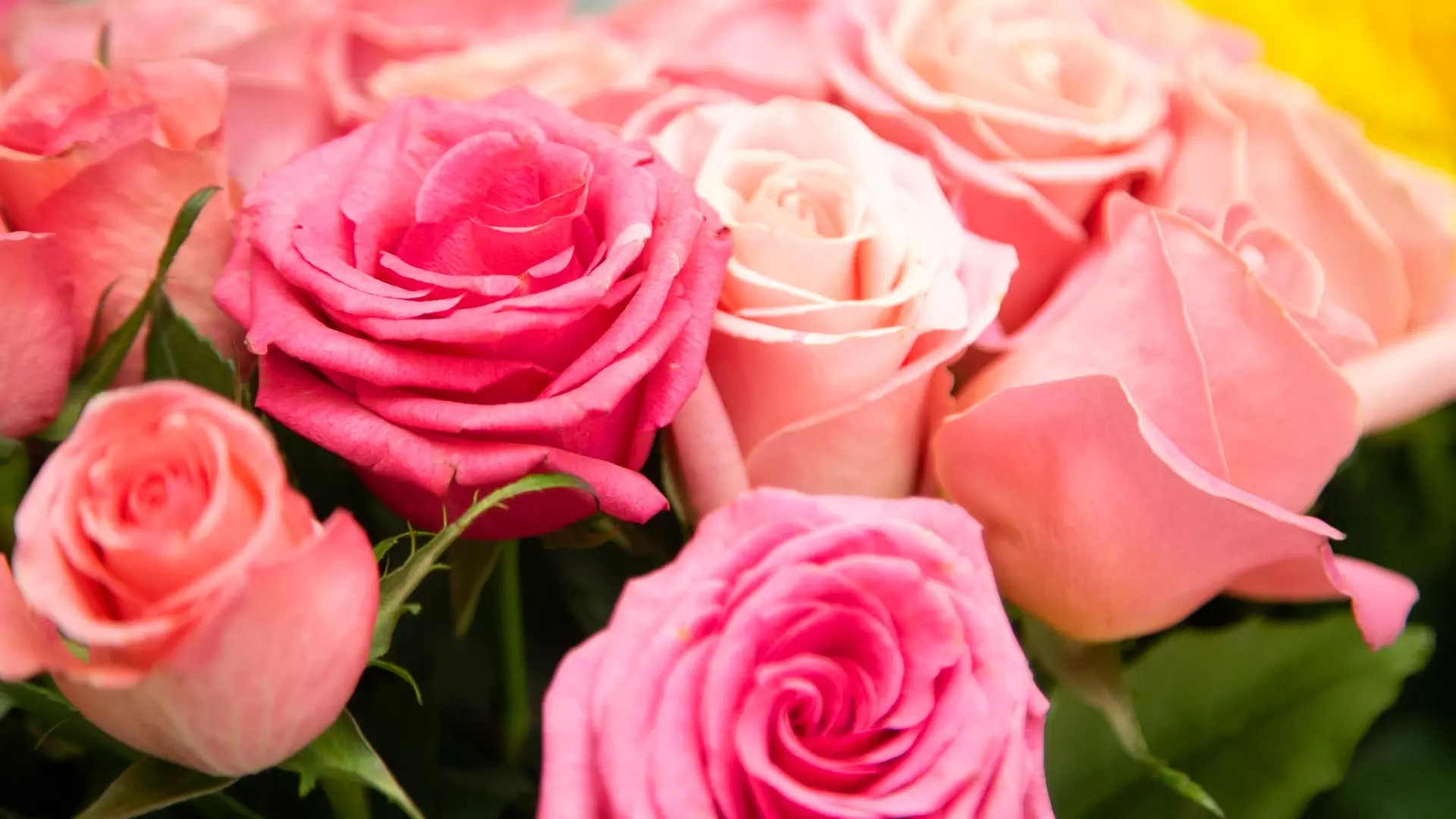 Какие цветы и за какую стоимость не стыдно дарить на 14 февраля