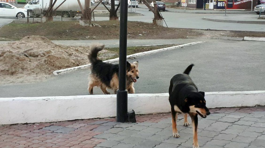 Госдума заставит чиновников разобраться с бродячими собаками