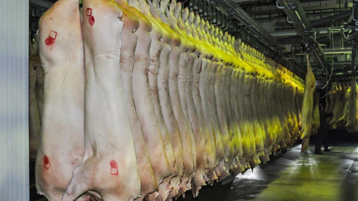 Волгоградский мясокомбинат получил 25 тонн зараженной свинины