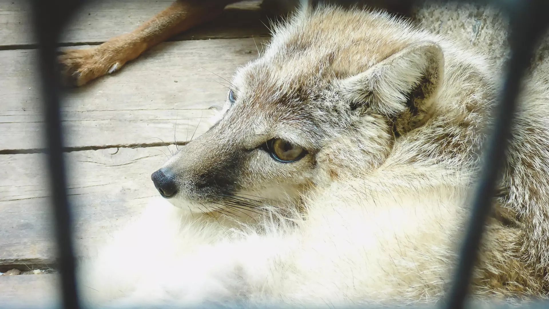 В Кумылженском районе призывают опасаться диких лис