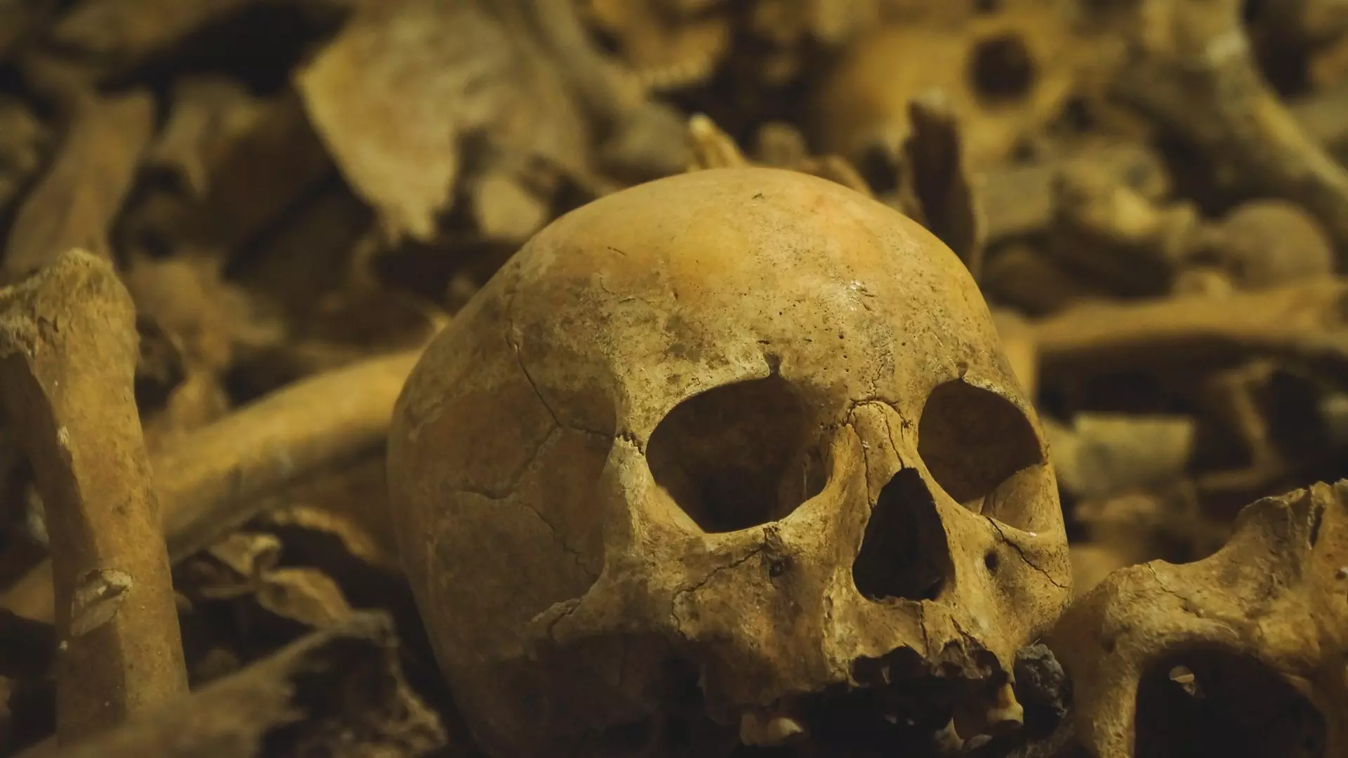 Под Волгоградом у поселка Иловля найдены кости и черепа трех человек
