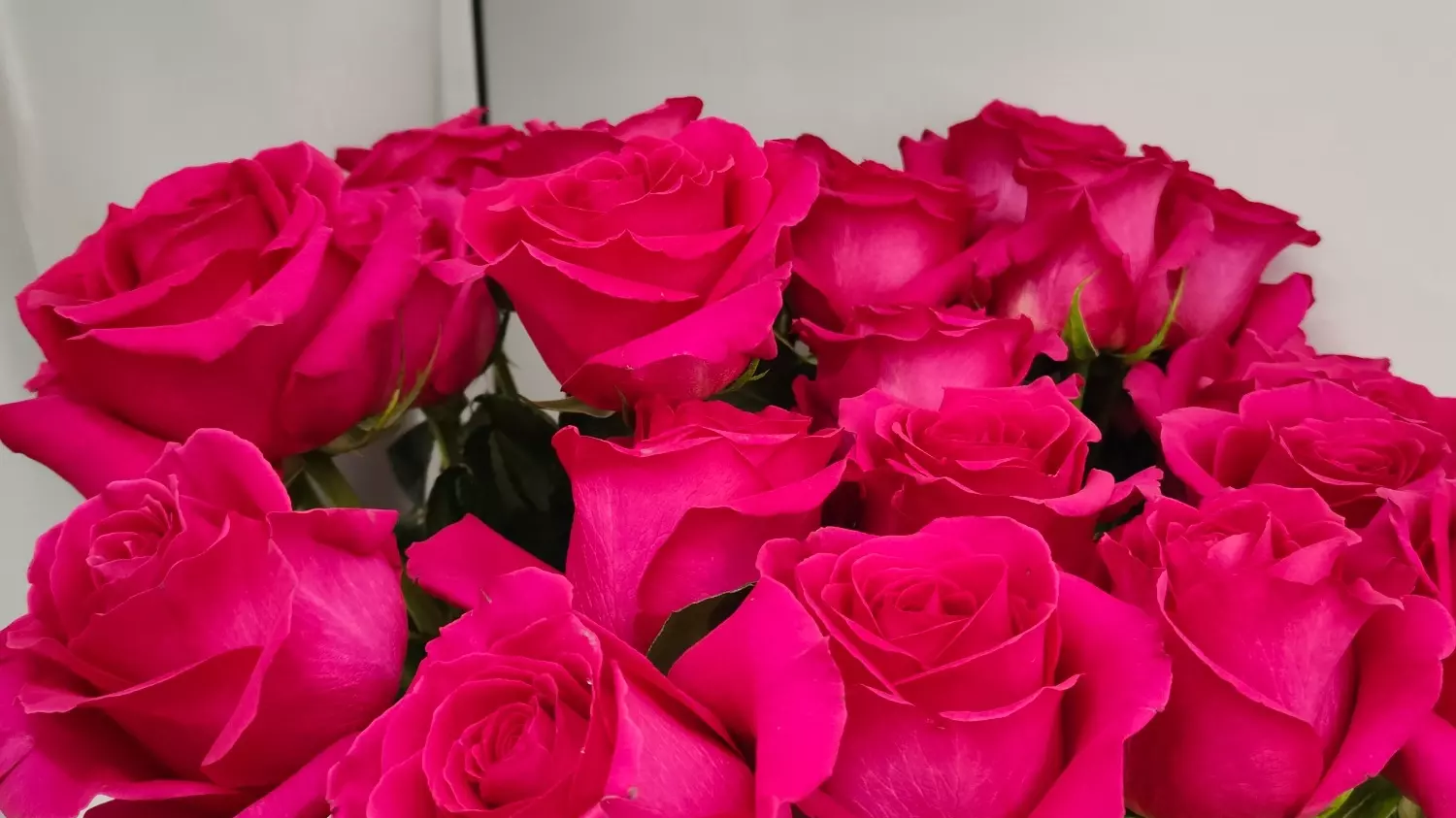 Чаще всего волгоградцы дарят розы на 14 февраля