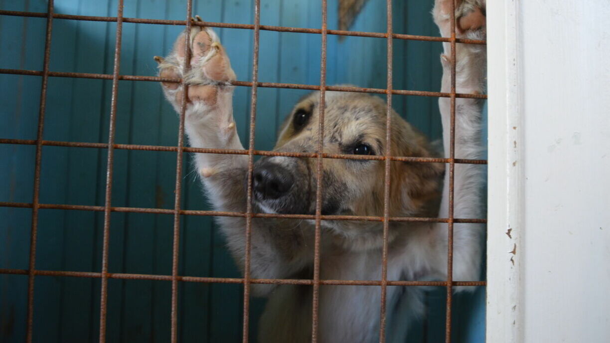 Волгоградской области не хватит денег на отлов 26 тысяч бродячих собак