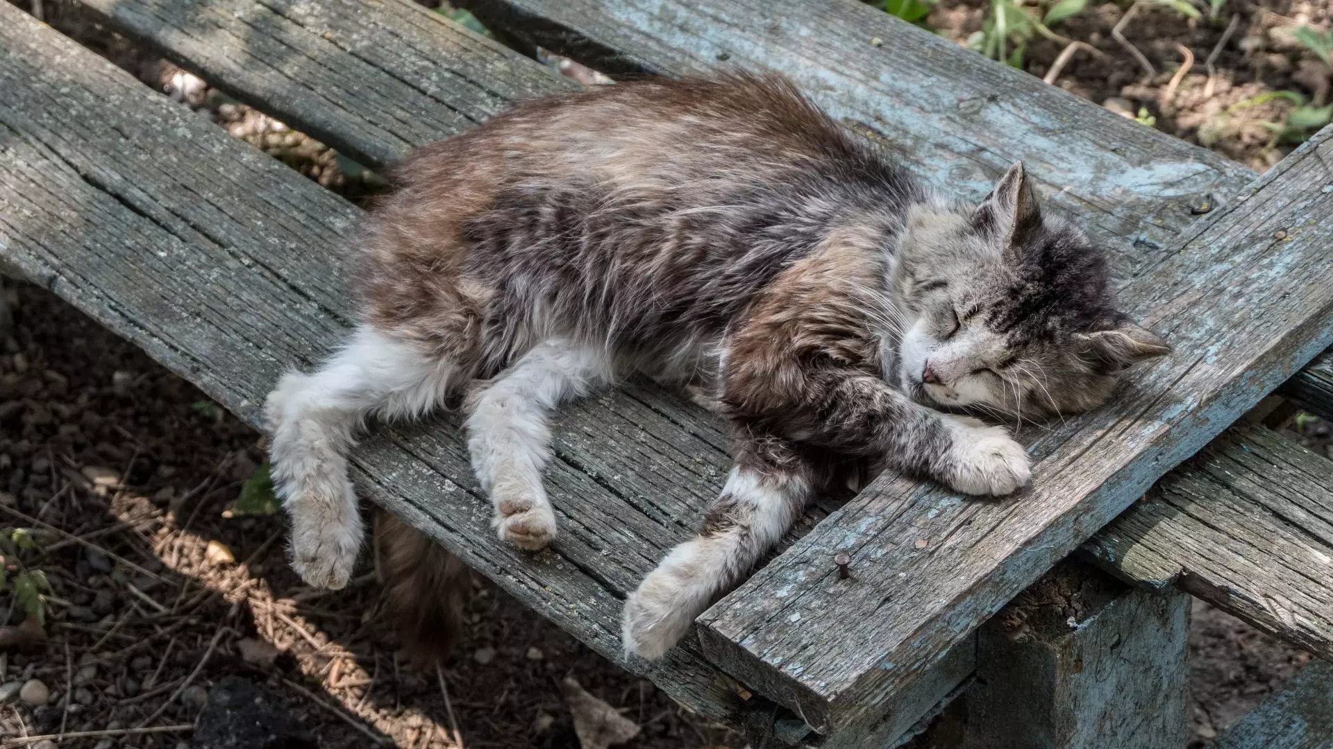 Волгоградцу грозит срок за выброшенного с балкона кота