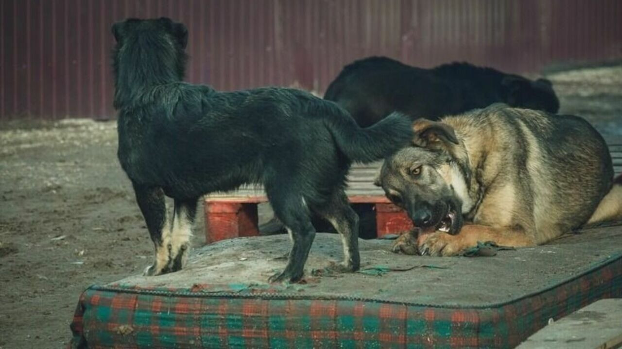 Агрессивные собаки накинулись на одинокого прохожего в Волжском