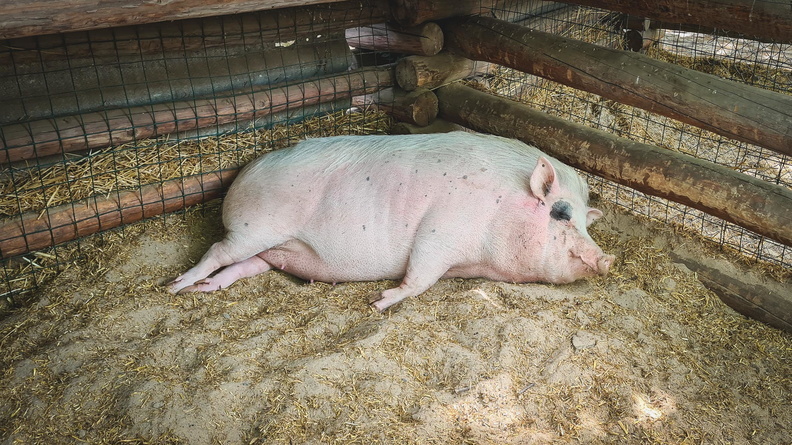За год Волгоградская область потеряла тысячи свиней и коз
