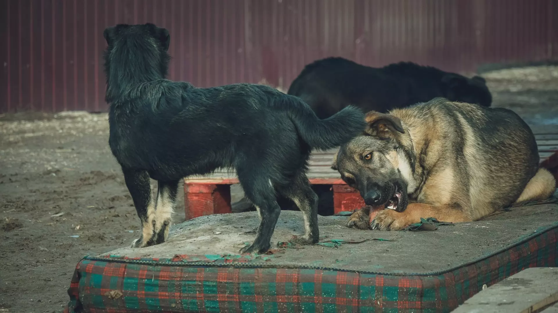 Стая собак захватила территорию школы и пугает местных жителей в Волгограде