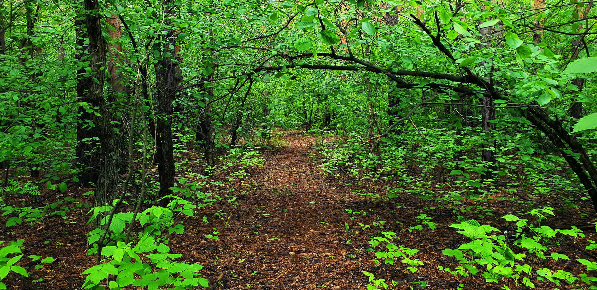 «Этого мало»: леса Волгоградской области пытаются спасти с помощью 19 гектаров зелени