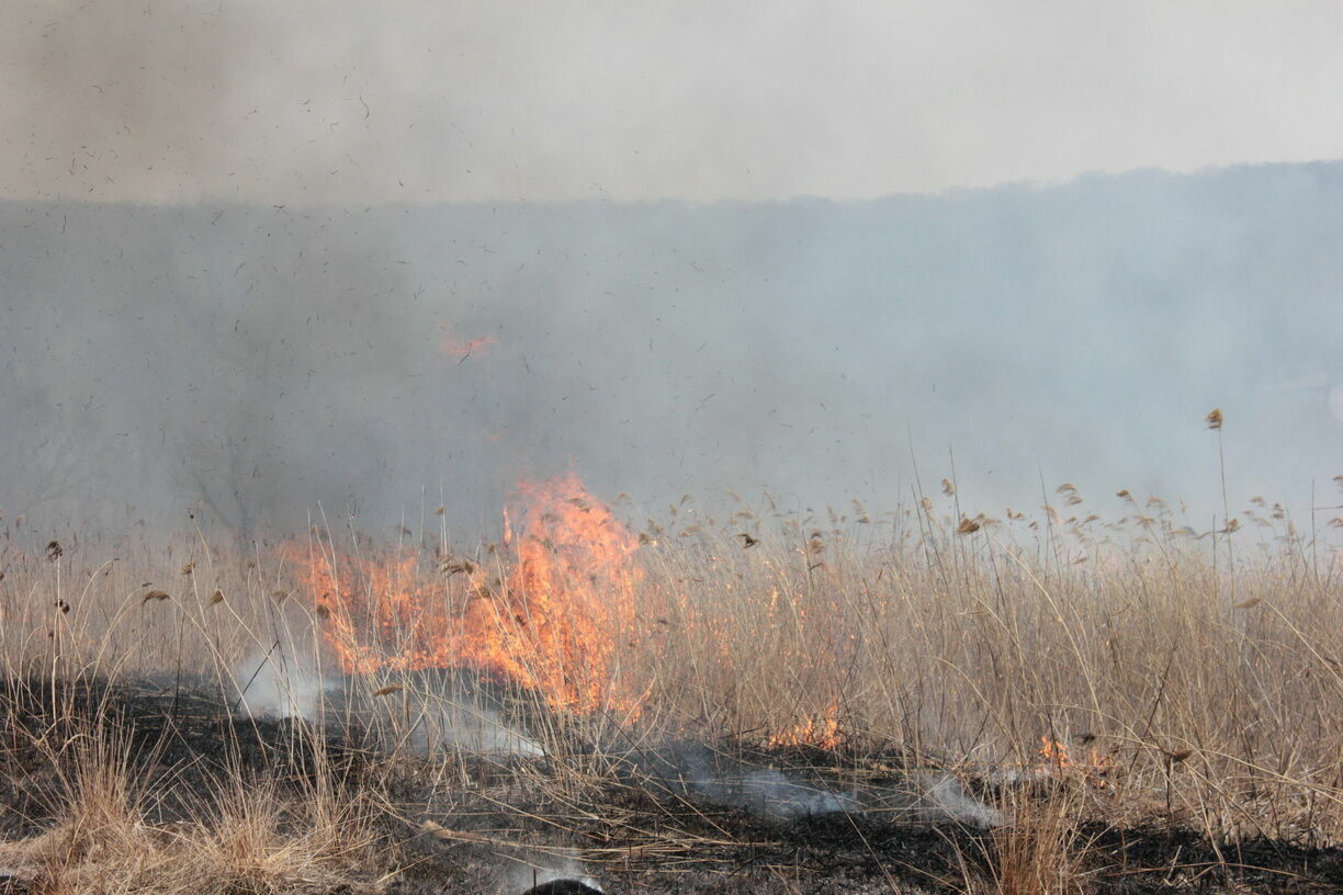В Камышинском районе тушили лесной пожар