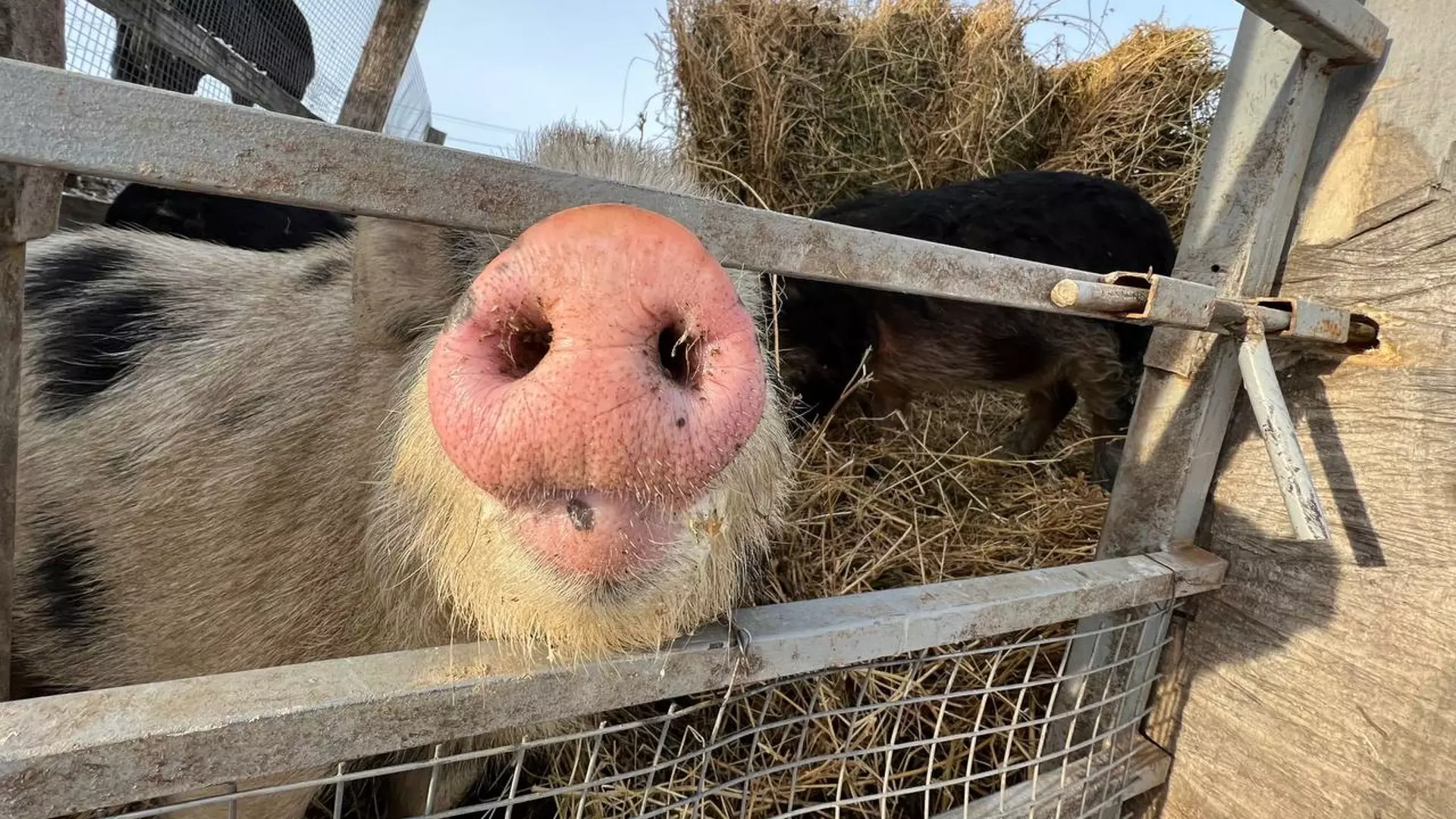 Что известно о заболеваемости чумой свиней в Волгоградской области