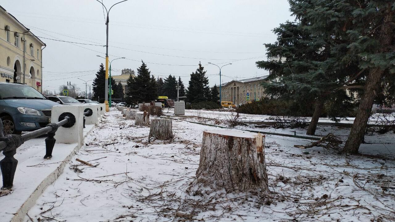Все тополя вырубили на улице Фонтанной в Волжском