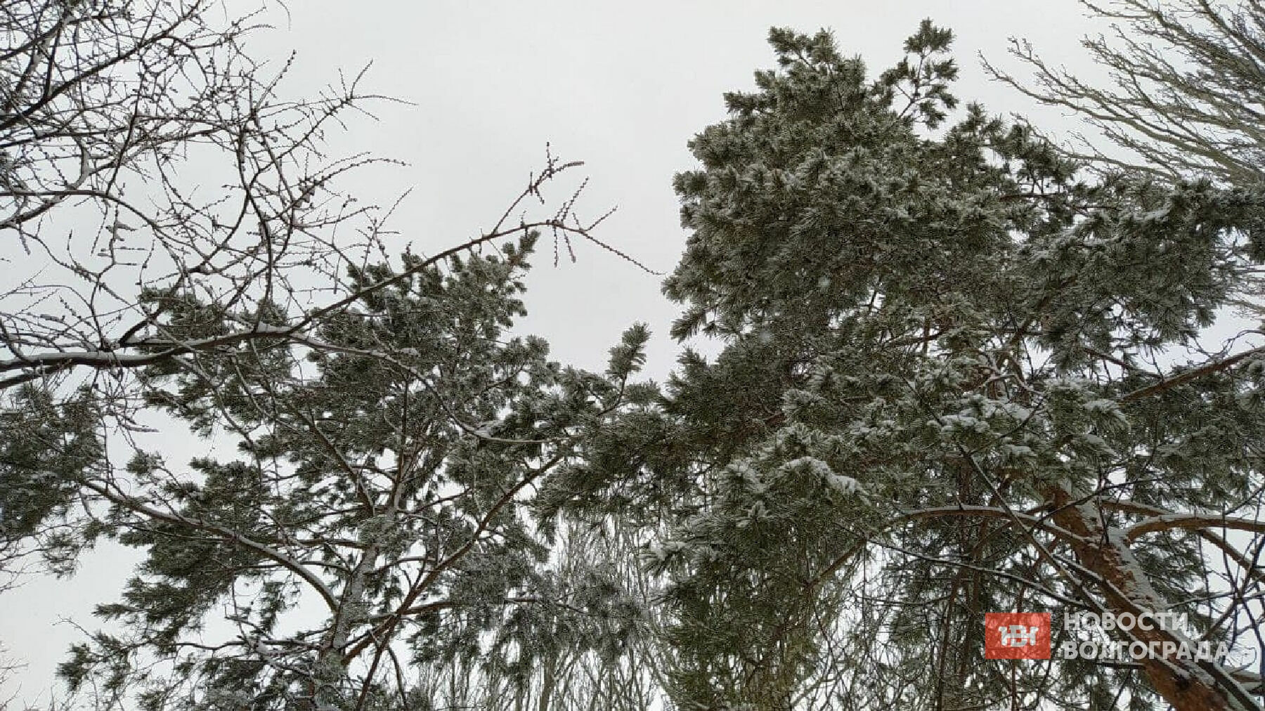 Синоптики обещают потепление на старый Новый год в Волгограде