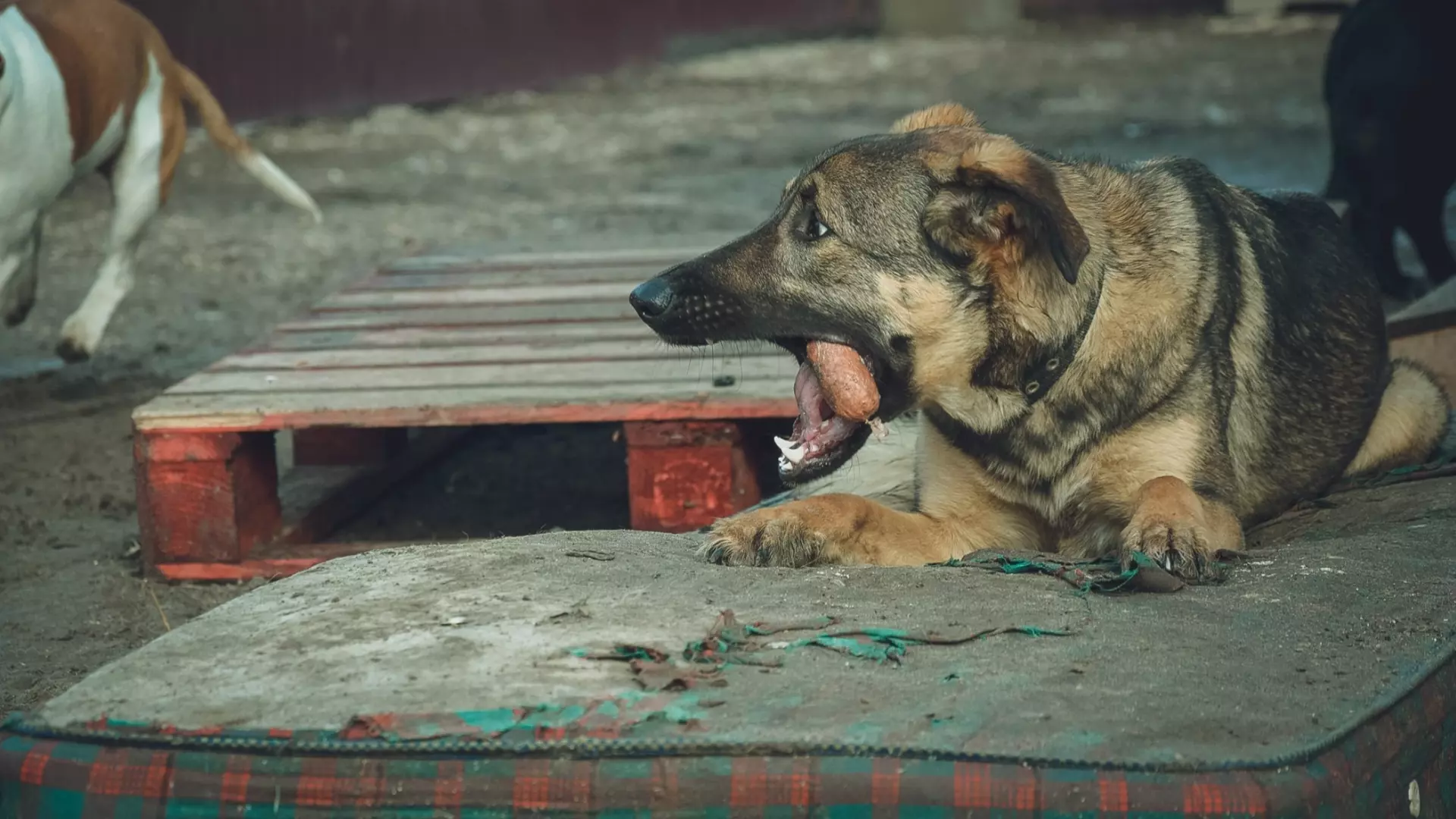 Агрессивное поведение домашнего пса едва не привело к трагедии в Еланском районе