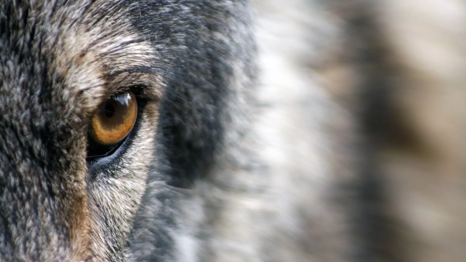 Что известно о нападении волков на ферму в Новоаннинском районе