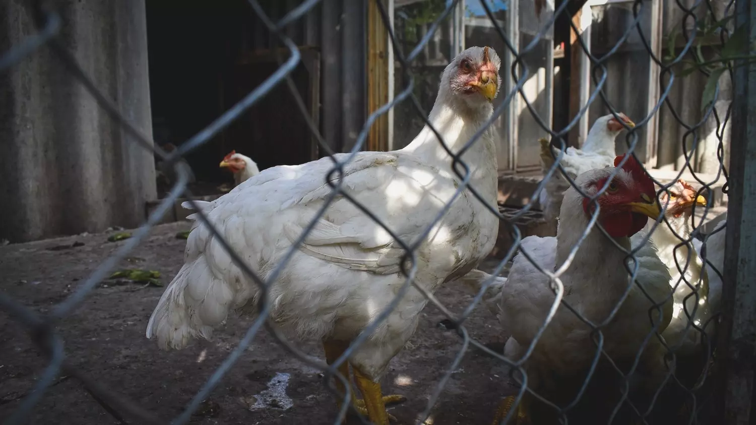 В Волгограде выпуском яиц занимаются четыре птицефабрики