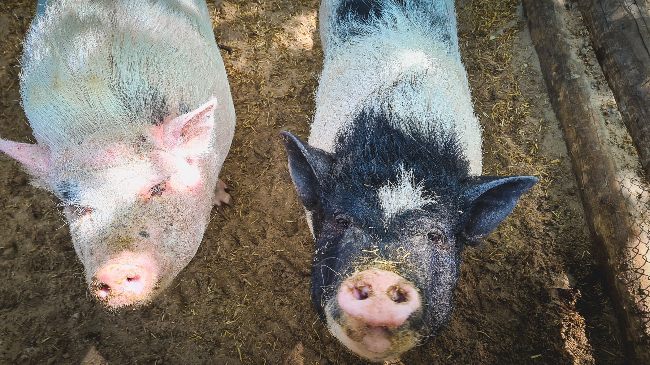 В тушах свиней нашли вирус африканской чумы