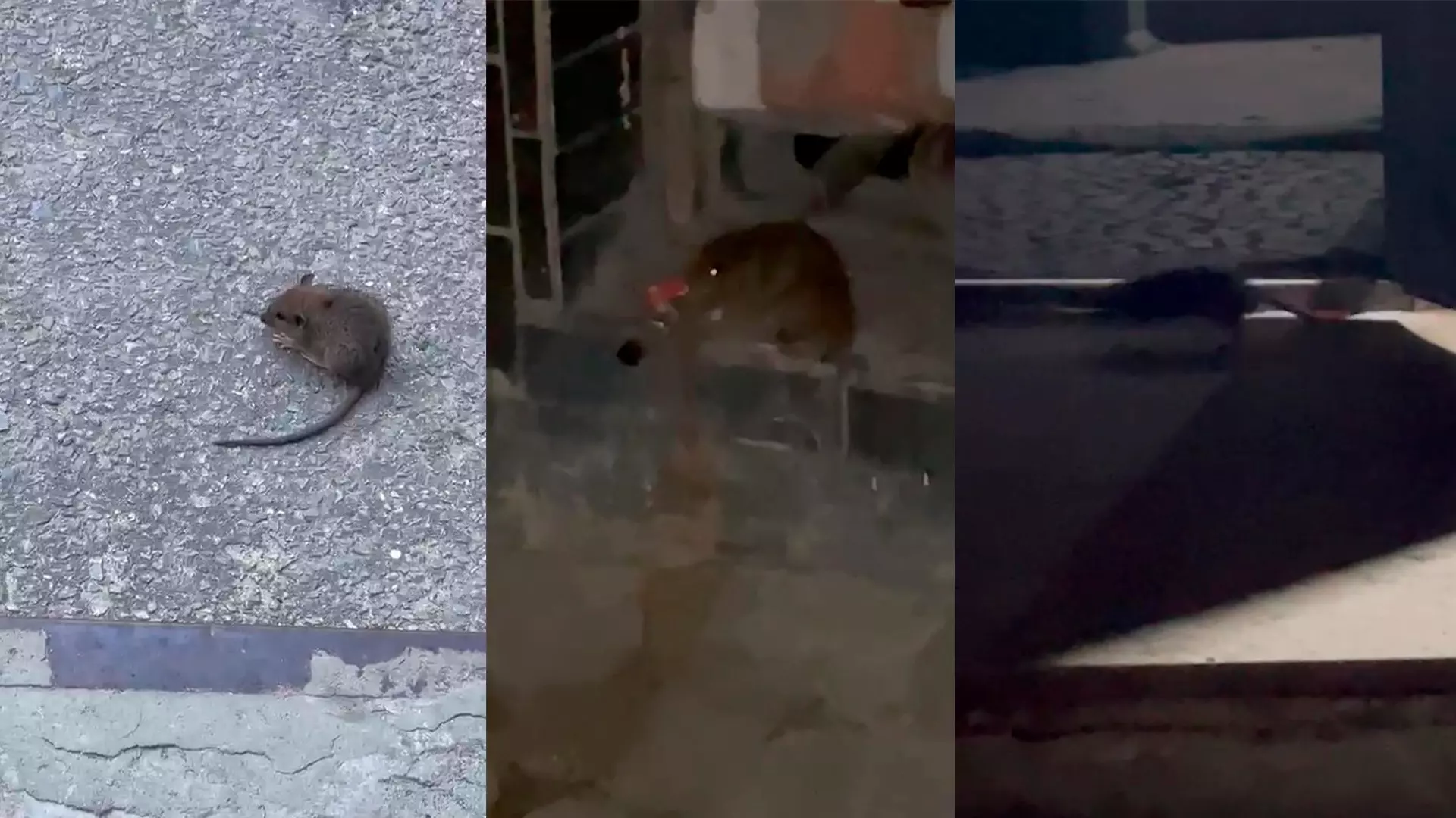 Крысы свободно передвигаются по дому в Волгограде