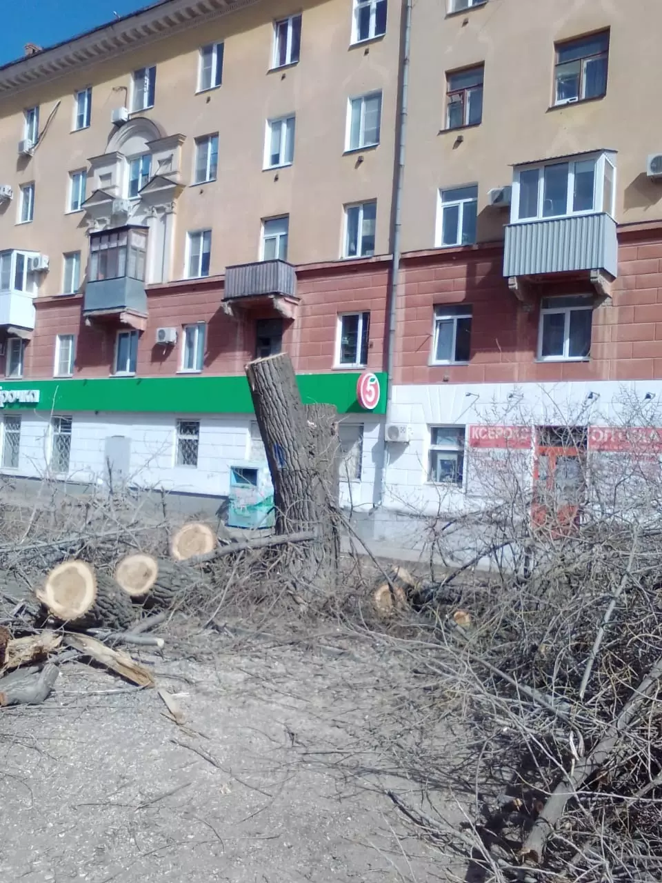 В Волгограде снесли деревья в парке