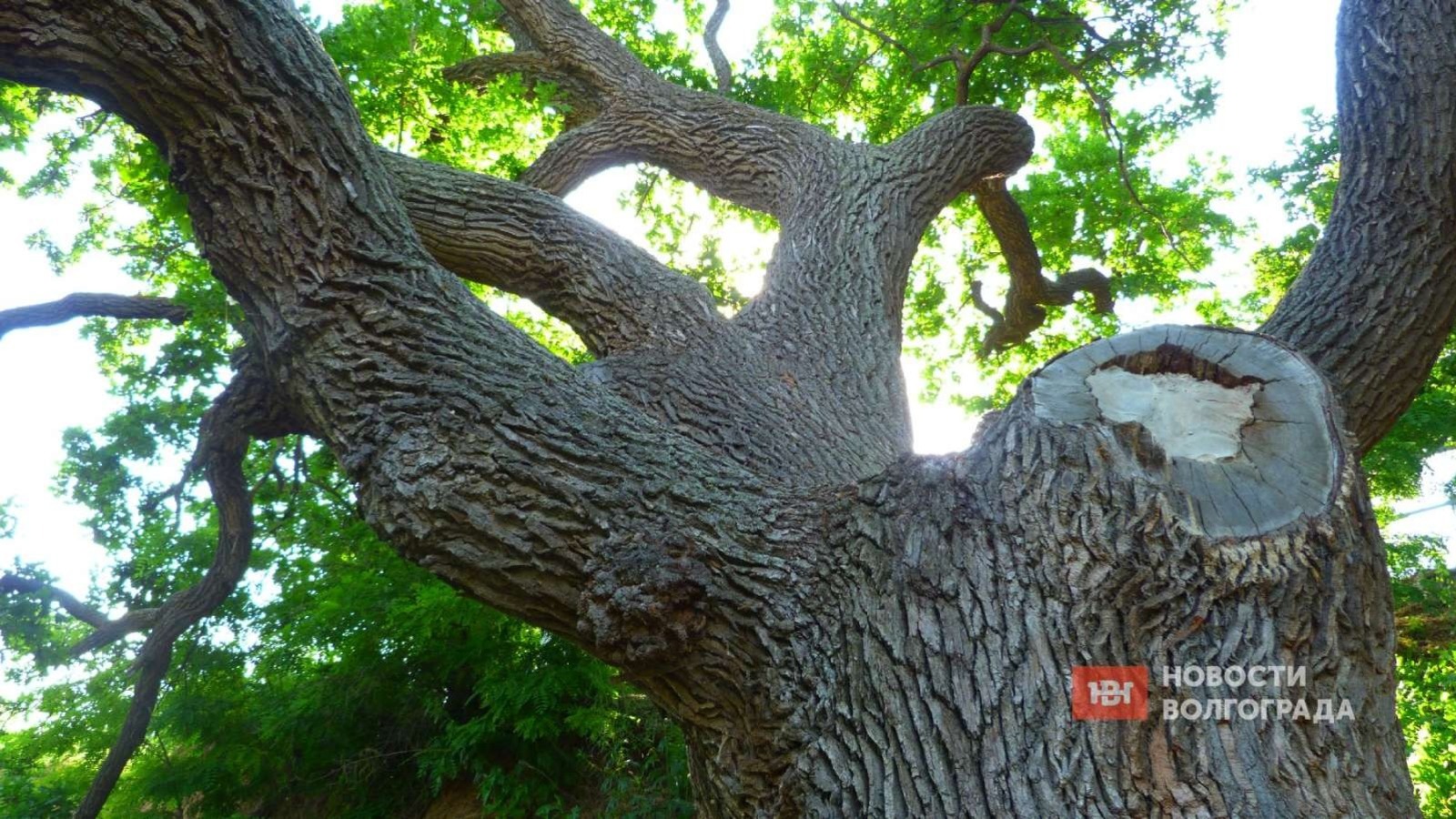 Дубовой регион: второе дерево в Волгоградской области участвует в конкурсе