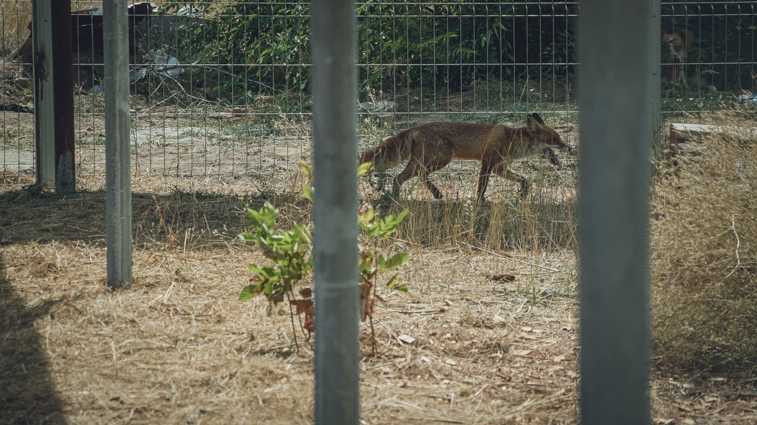 В "Дино" проживают больше 300 собак, лисицы, еноты и львы