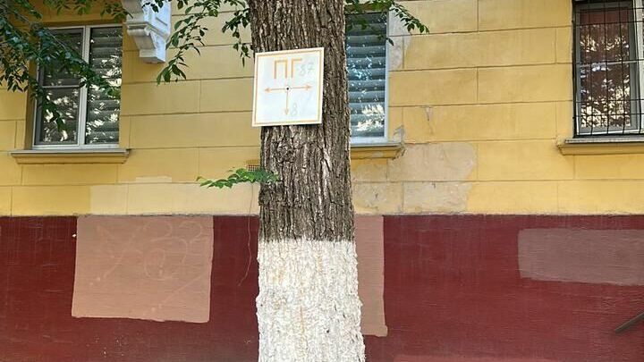 В Волгограде таблички прибивают к деревьям гвоздями