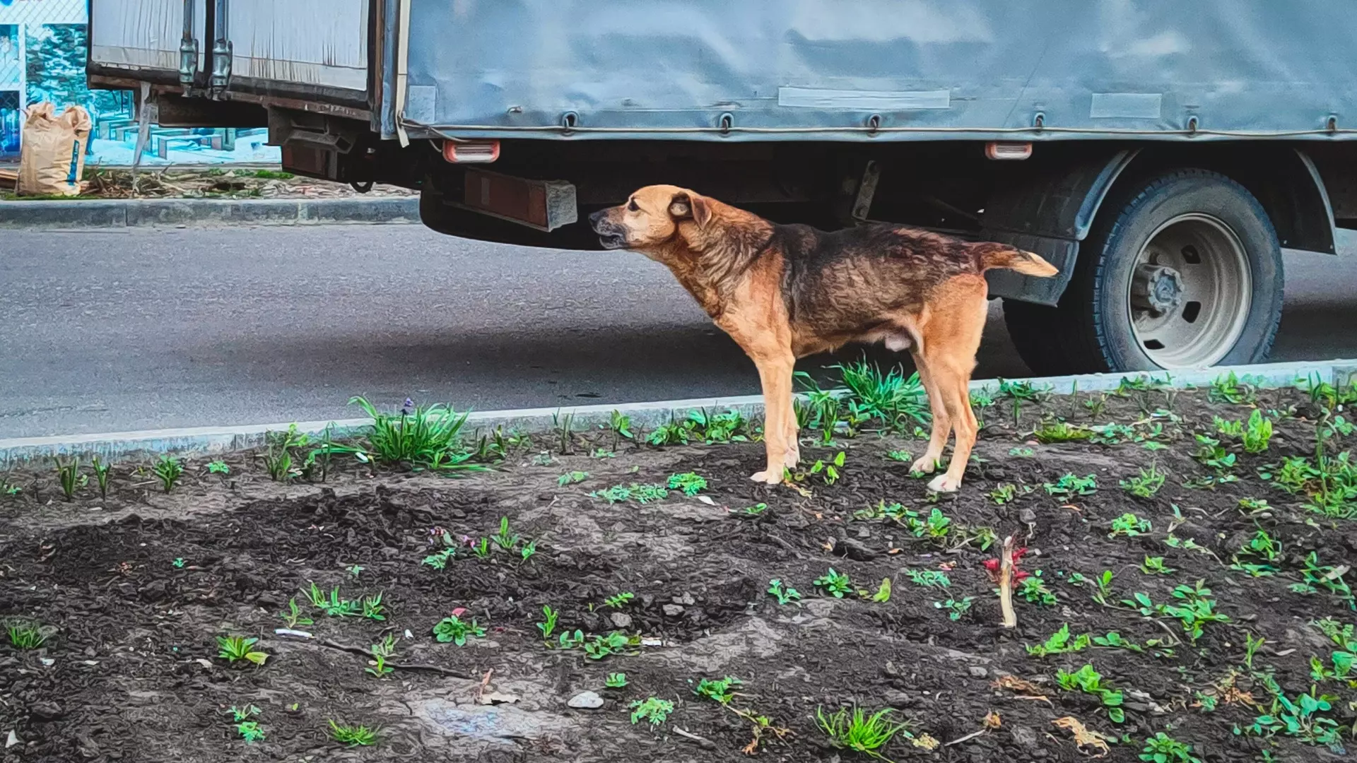 Статистика нападений собак в Волгограде шокировала аналитиков