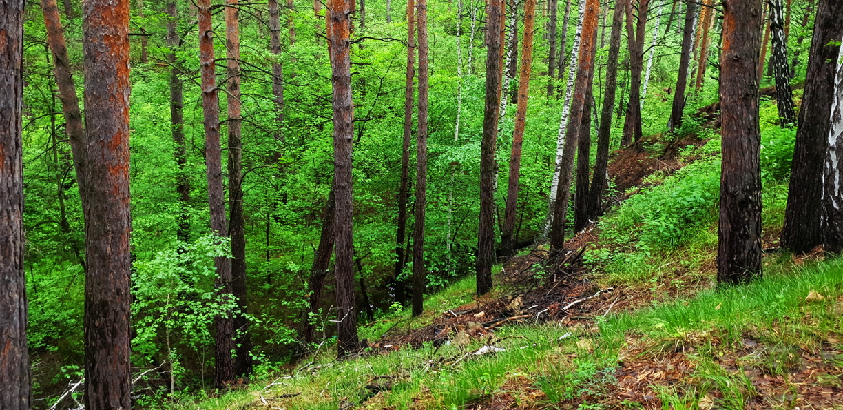 Волгоградские специалисты обследуют «больной» хвойный лес