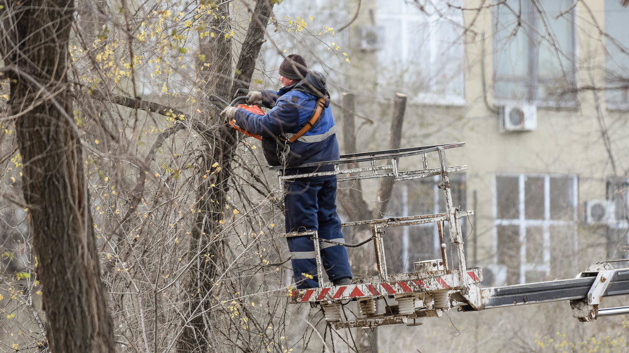 В центре Волгограда вырубят 33 дерева в Комсомольском саду