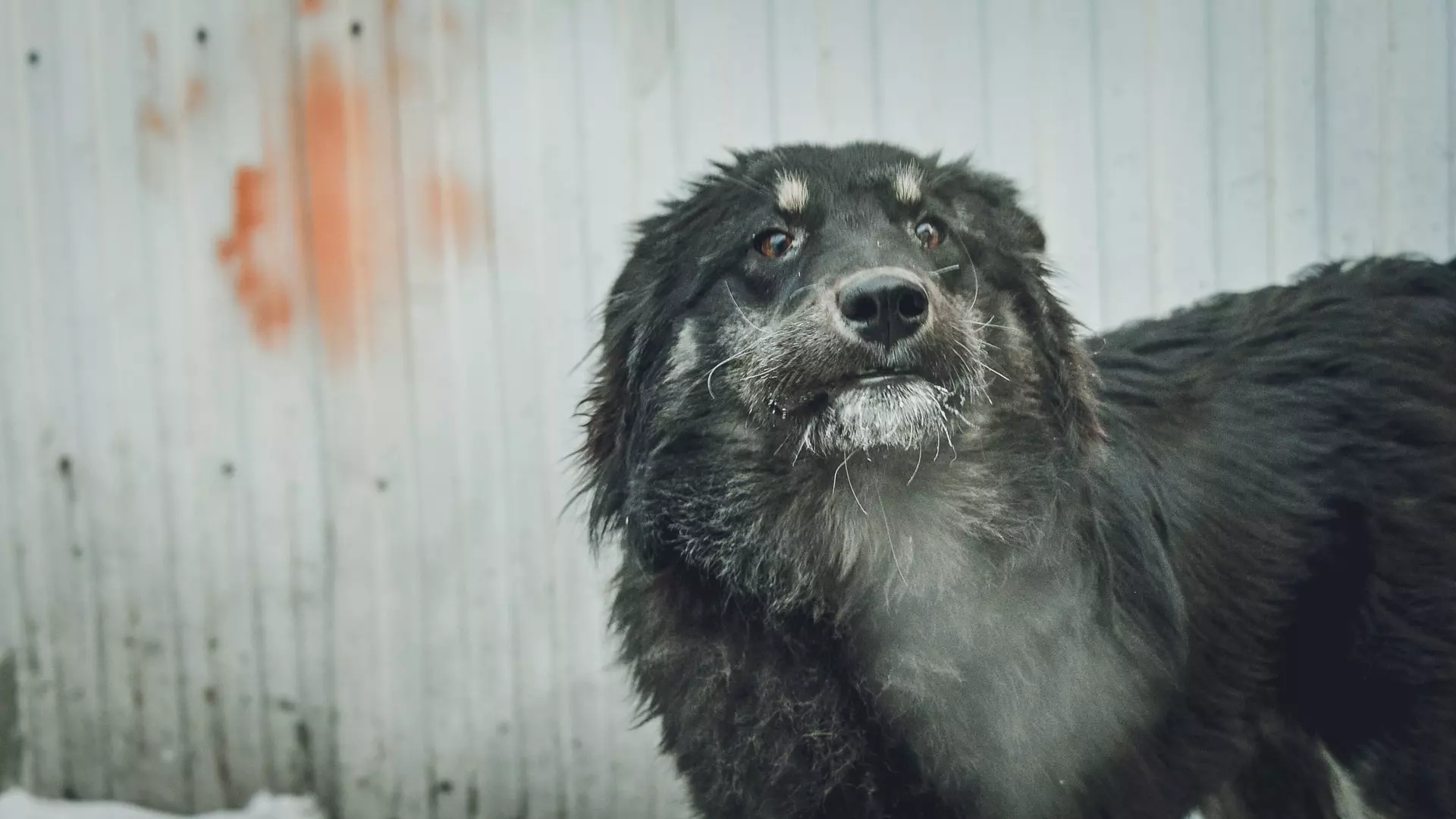 Бешенство выявили у собаки в Калаче-на-Дону