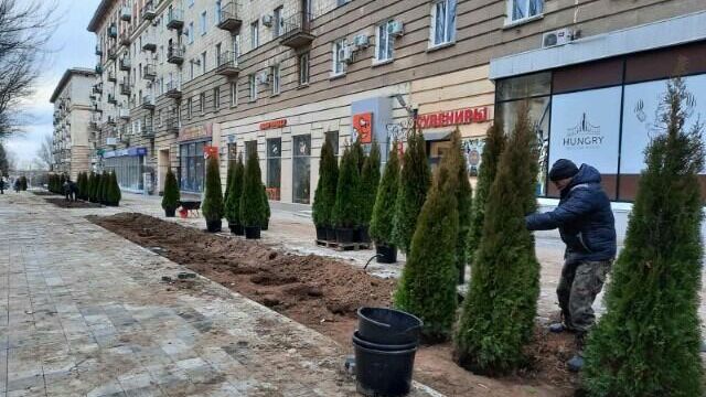 Полторы сотни хвойных деревьев высадили на Аллее Героев в Волгограде