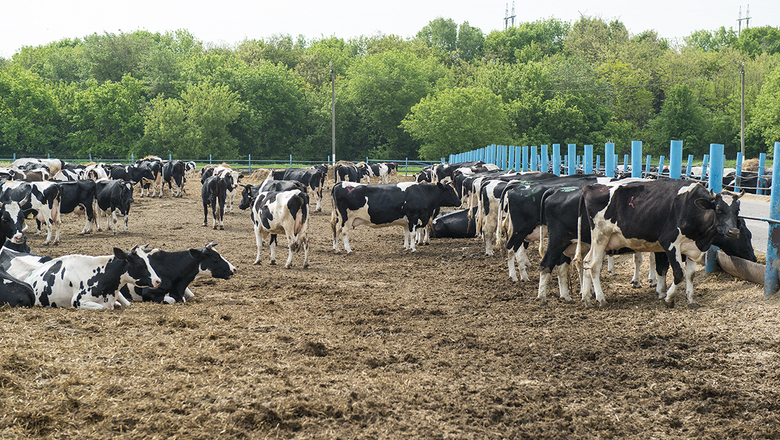 В Волгоградской области продавали зараженных бруцеллезом коров