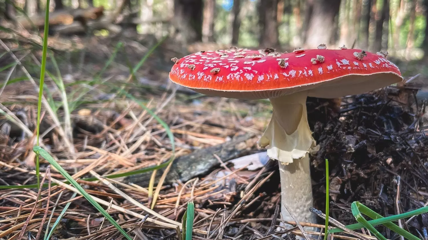 Выявлять опасные грибы можно только по внешним признакам, пробовать их нельзя