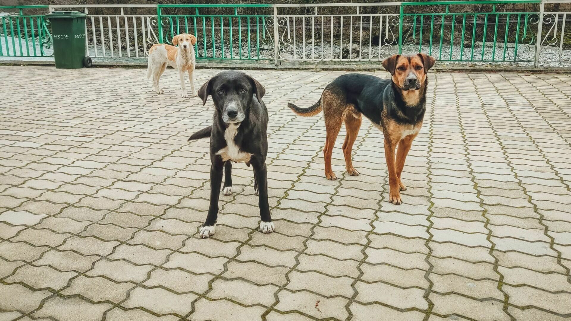 Стаями агрессивных собак возмущаются жители Волжского