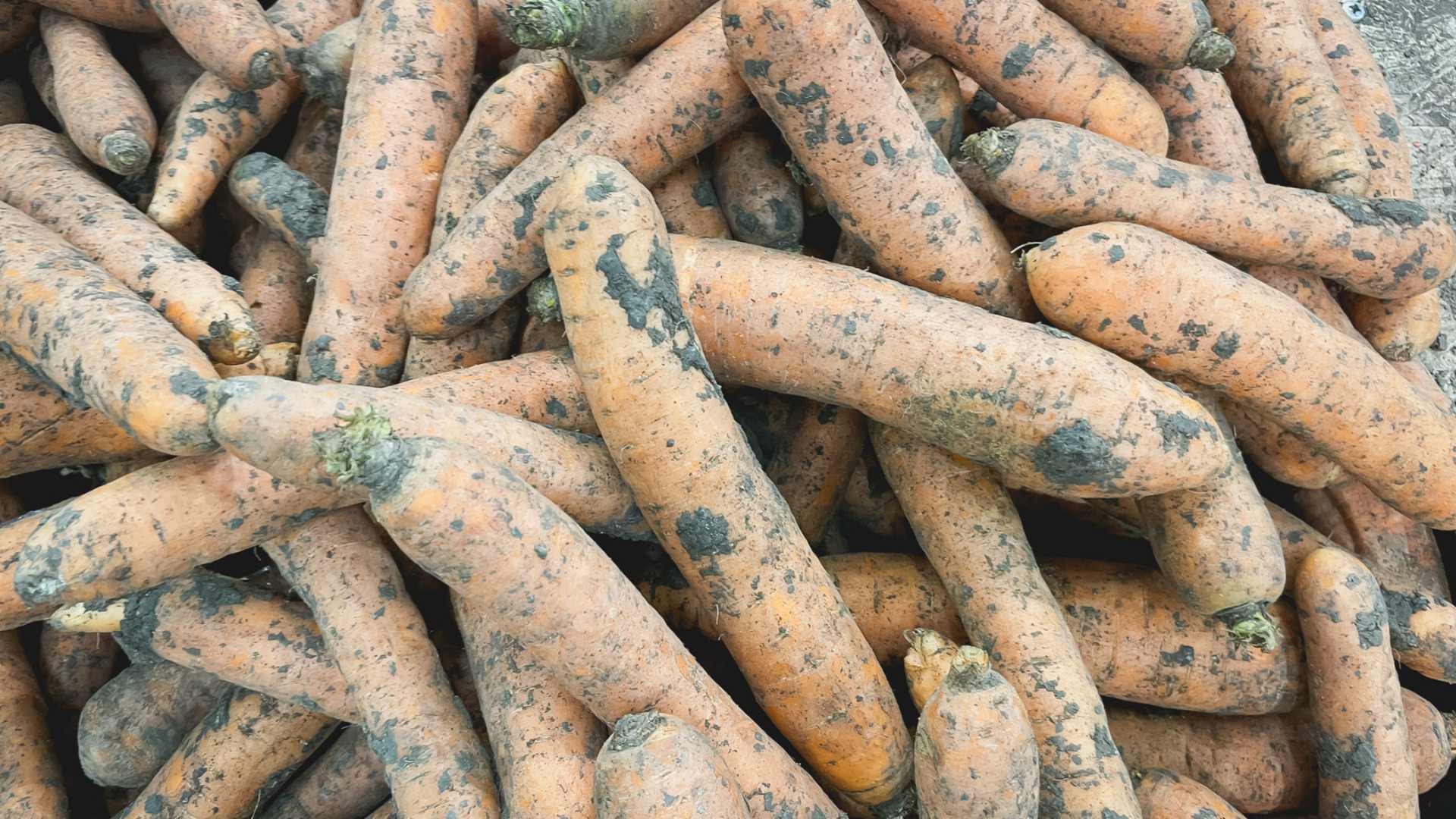 Морковь за неделю повысилась в Волгограде на 11,35%